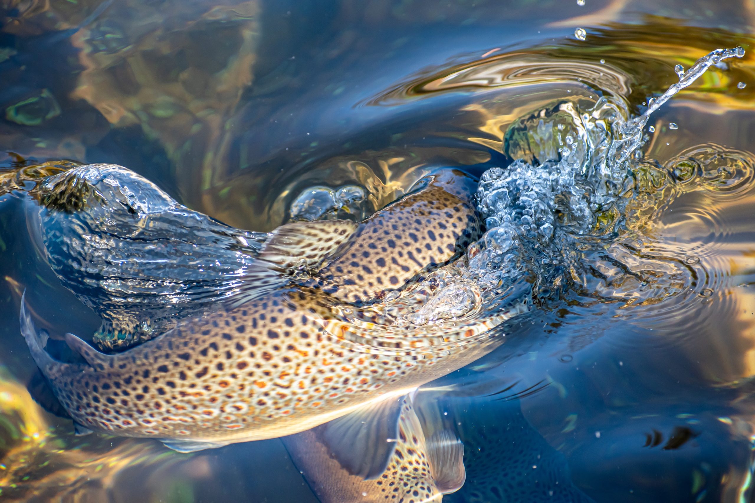 Trout,Splashing,Water,In,Pond
