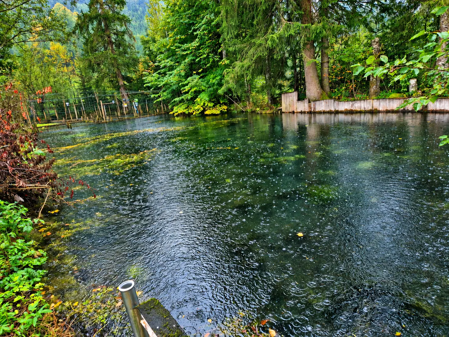 Größerer Teichbereich der Fischzucht Faistenau bei Regen, der ausgebaut werden soll