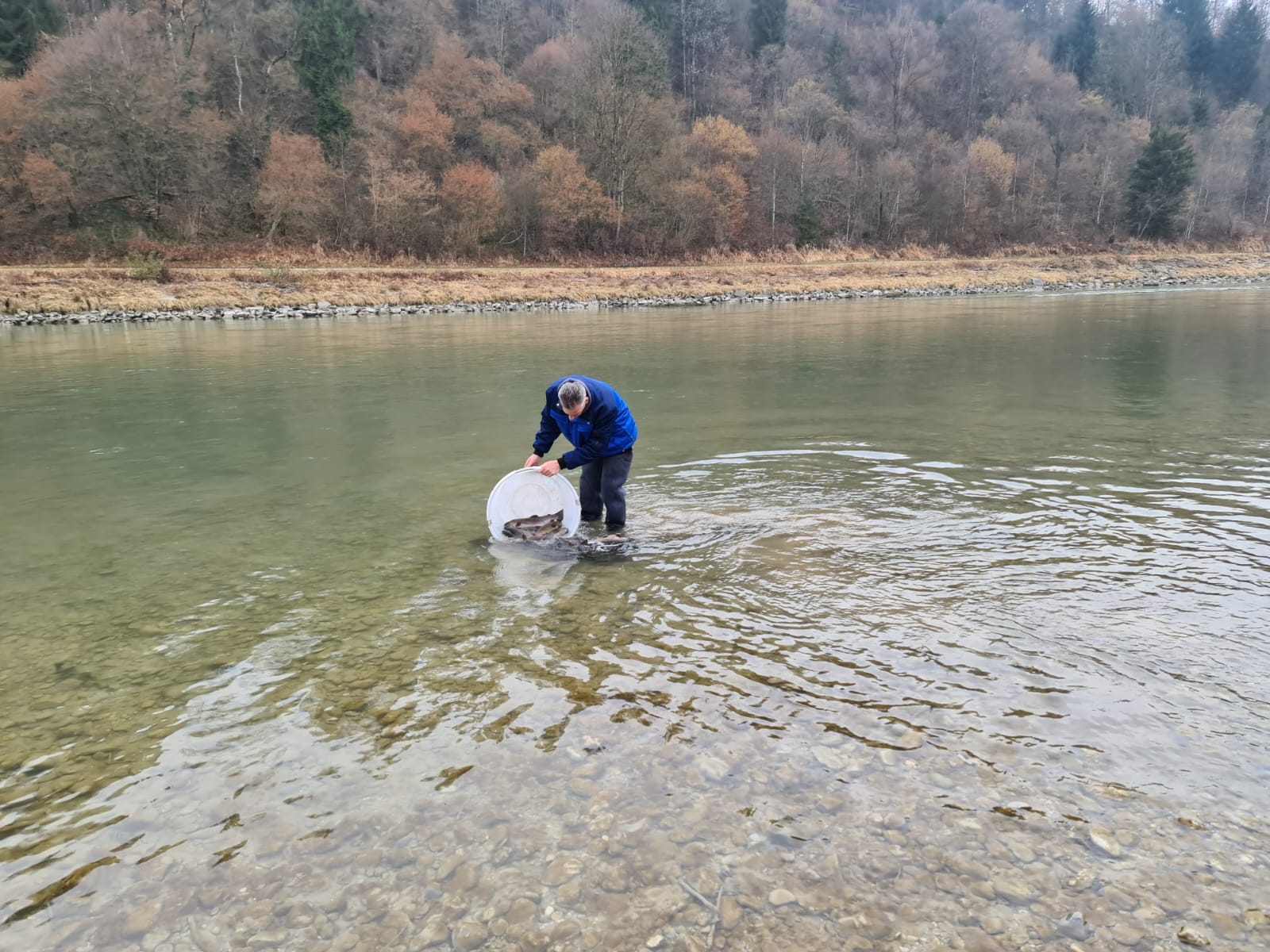Vereinsmitglied setzt im Fluss Fische aus einem weißen Behälter ein