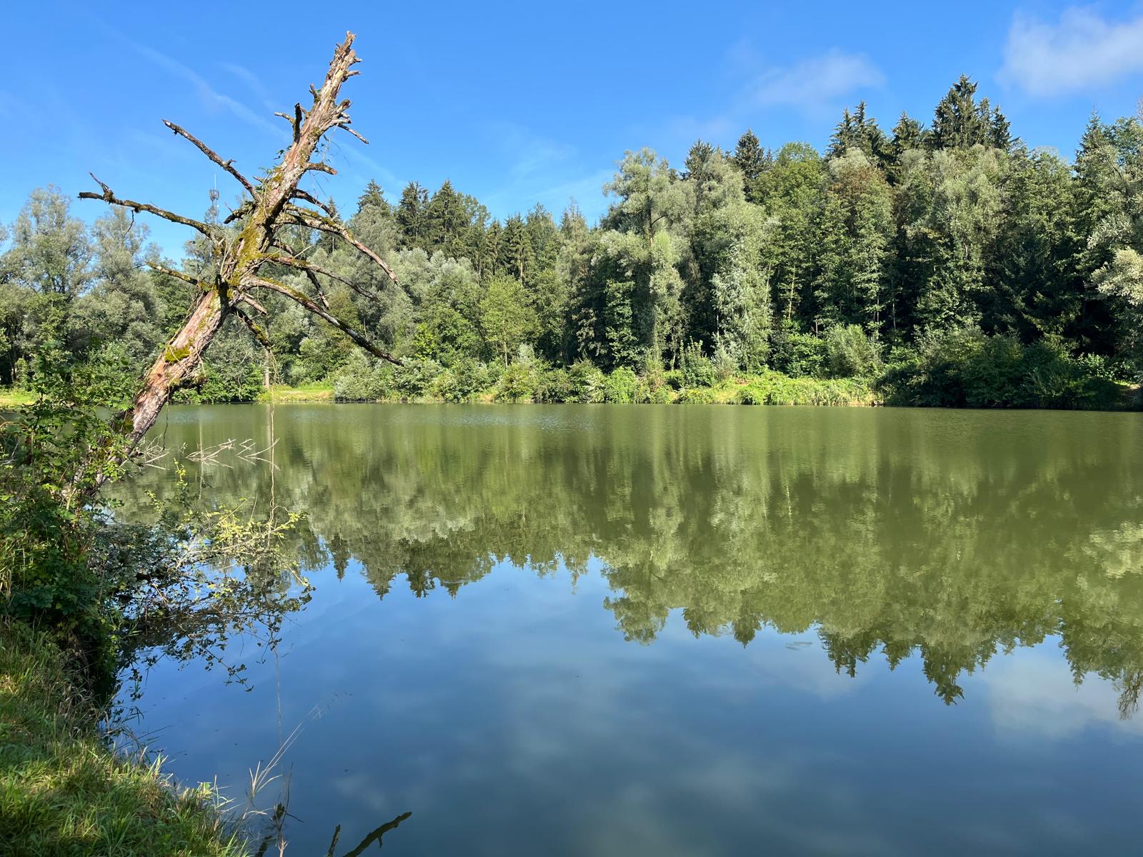 Hürdenteich mit markantem Baum am linken Ufer und Spiegelungen im Wasser