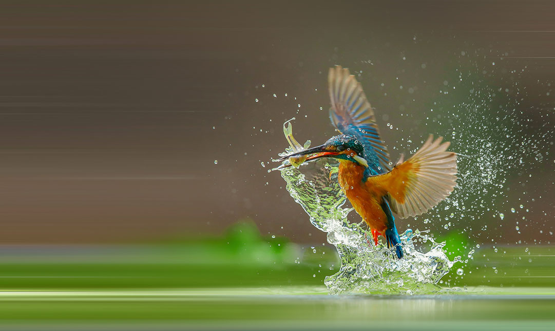 Eisvogel taucht mit einem Fisch im Schnabel aus dem Wasser auf