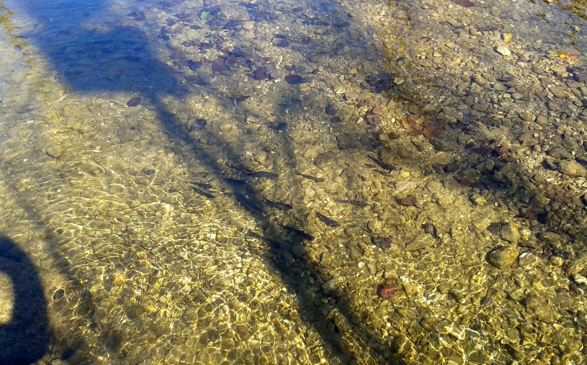 Forellen im klaren Wasser über steinigem Grund