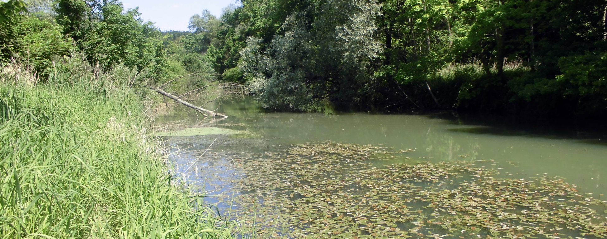 Lohirglbach – waldnaher Bach