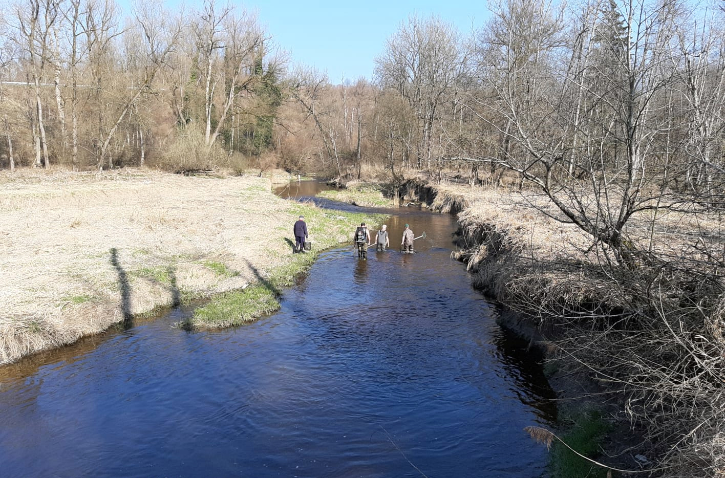 Äsche im klaren Flusswasser