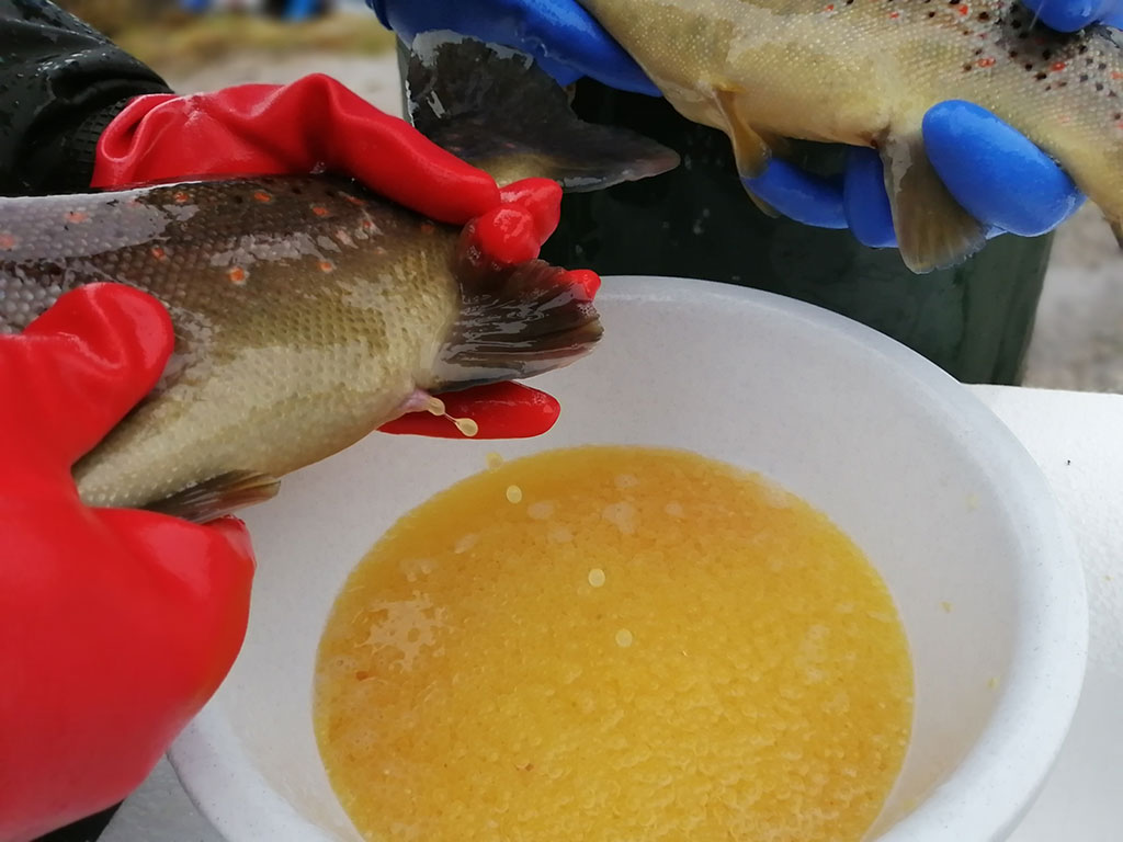 Fischzucht – Becken