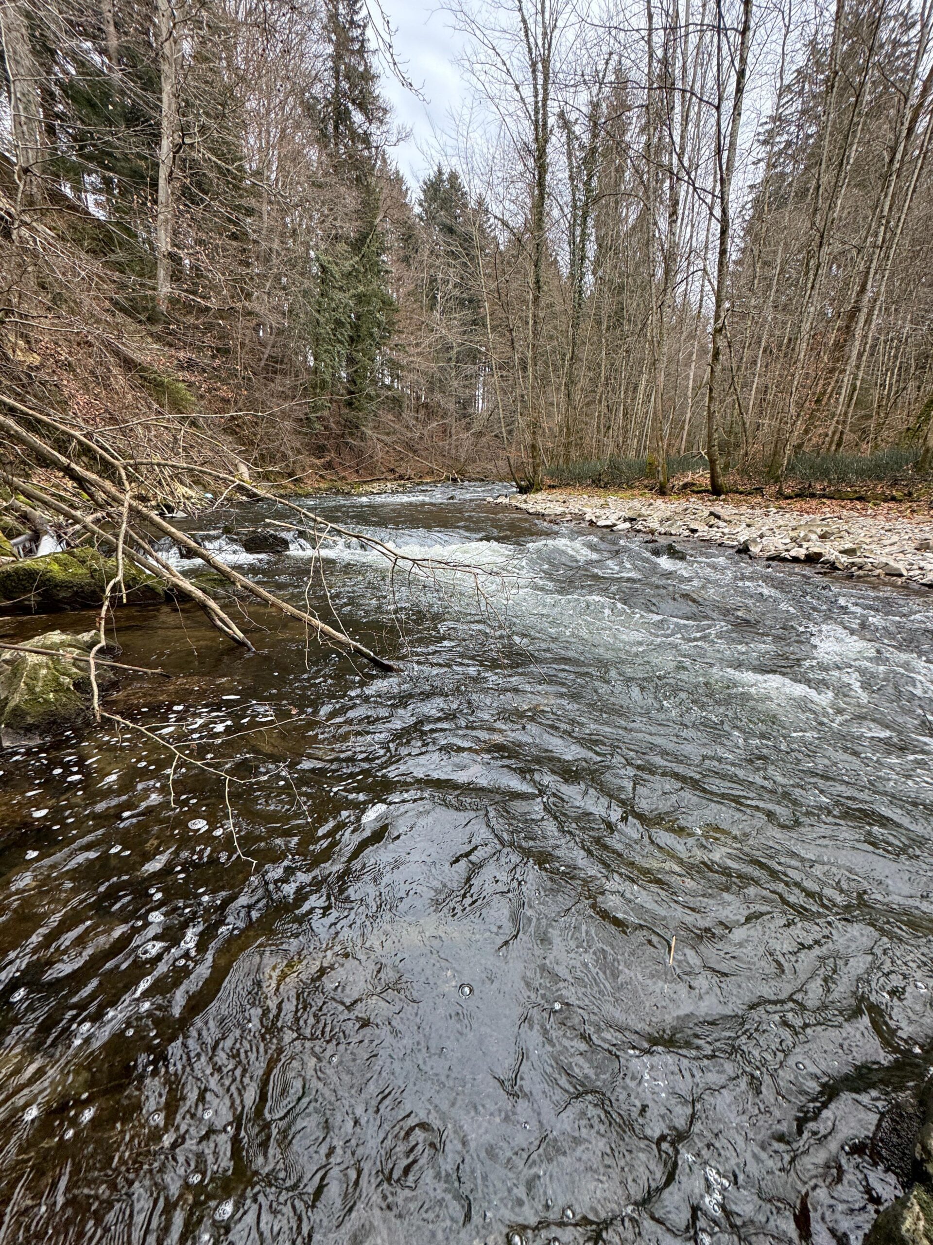 Tiefer ausgespülte Tasche in einer Kurve der Fischach