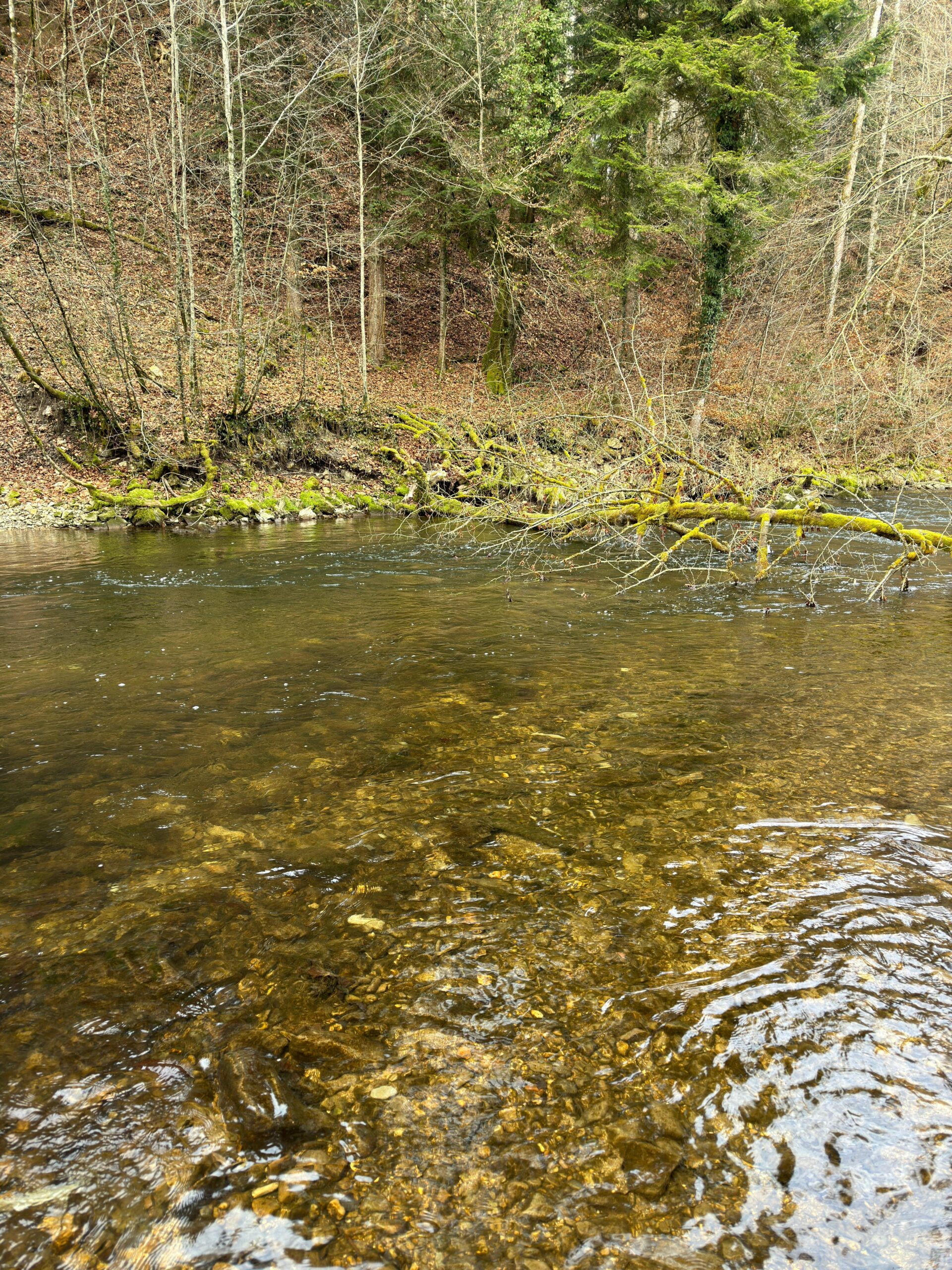 Naturnaher Uferbereich und abwechslungsreiche Struktur der Fischach