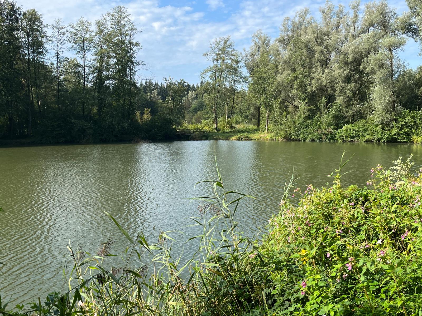 Hürdenteich – Blick über das Gewässer