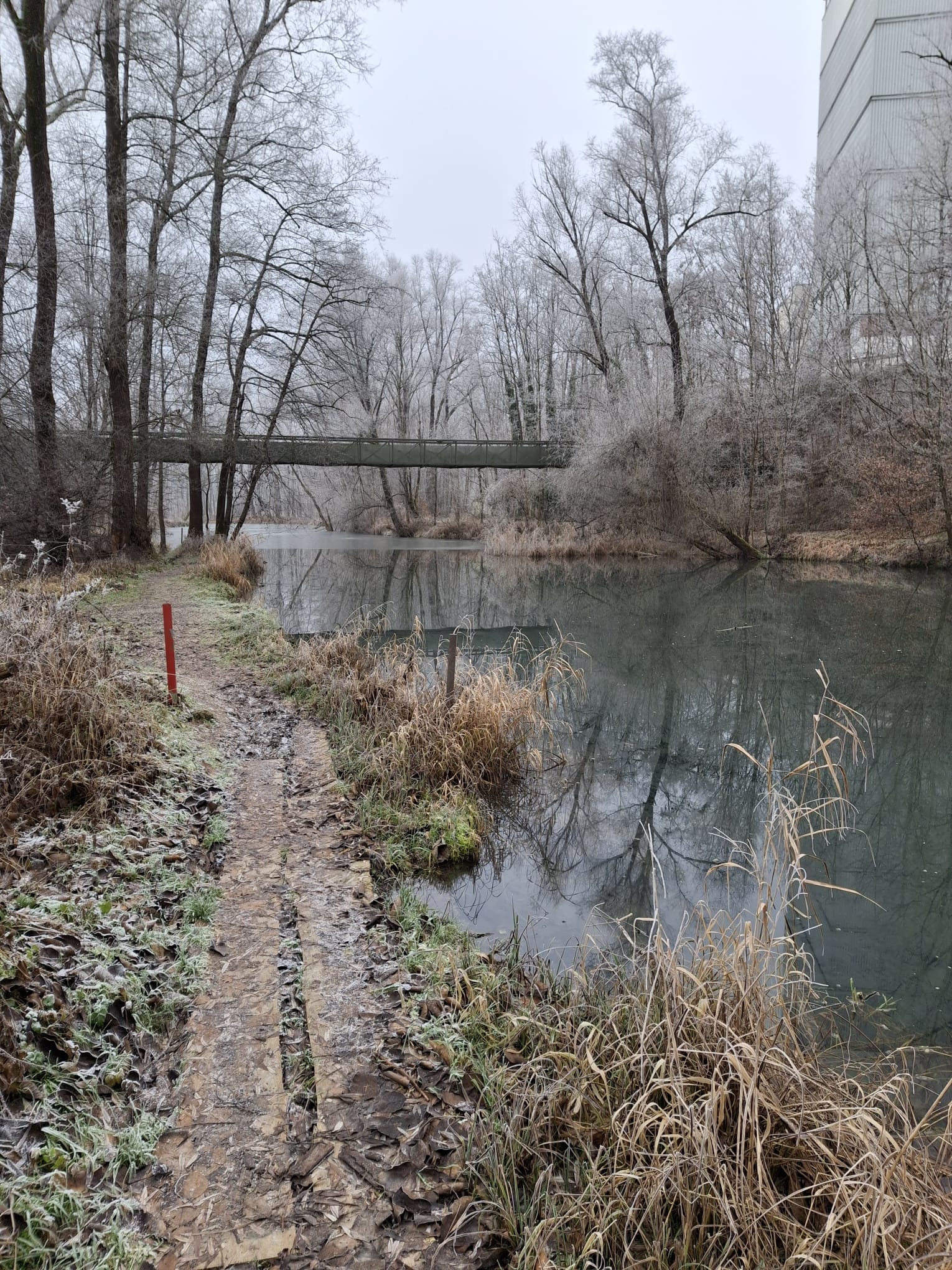 Riedersbacher Lacken – Uferbereich und Gewässerstruktur