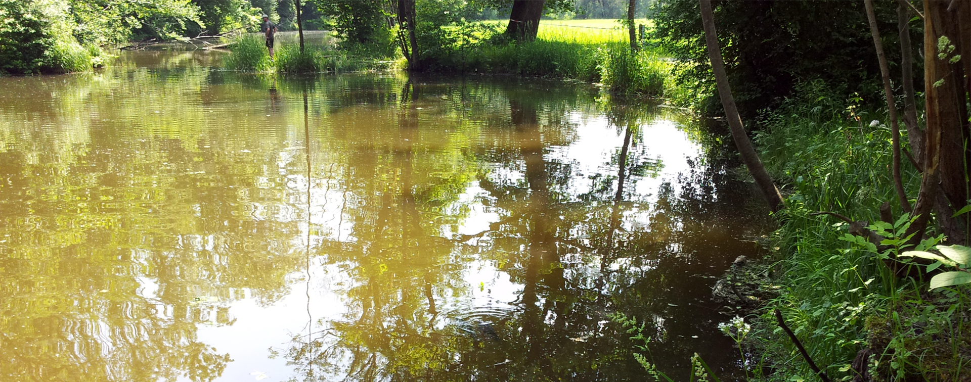 Riedersbacher Lacken – Ufer und Vegetation