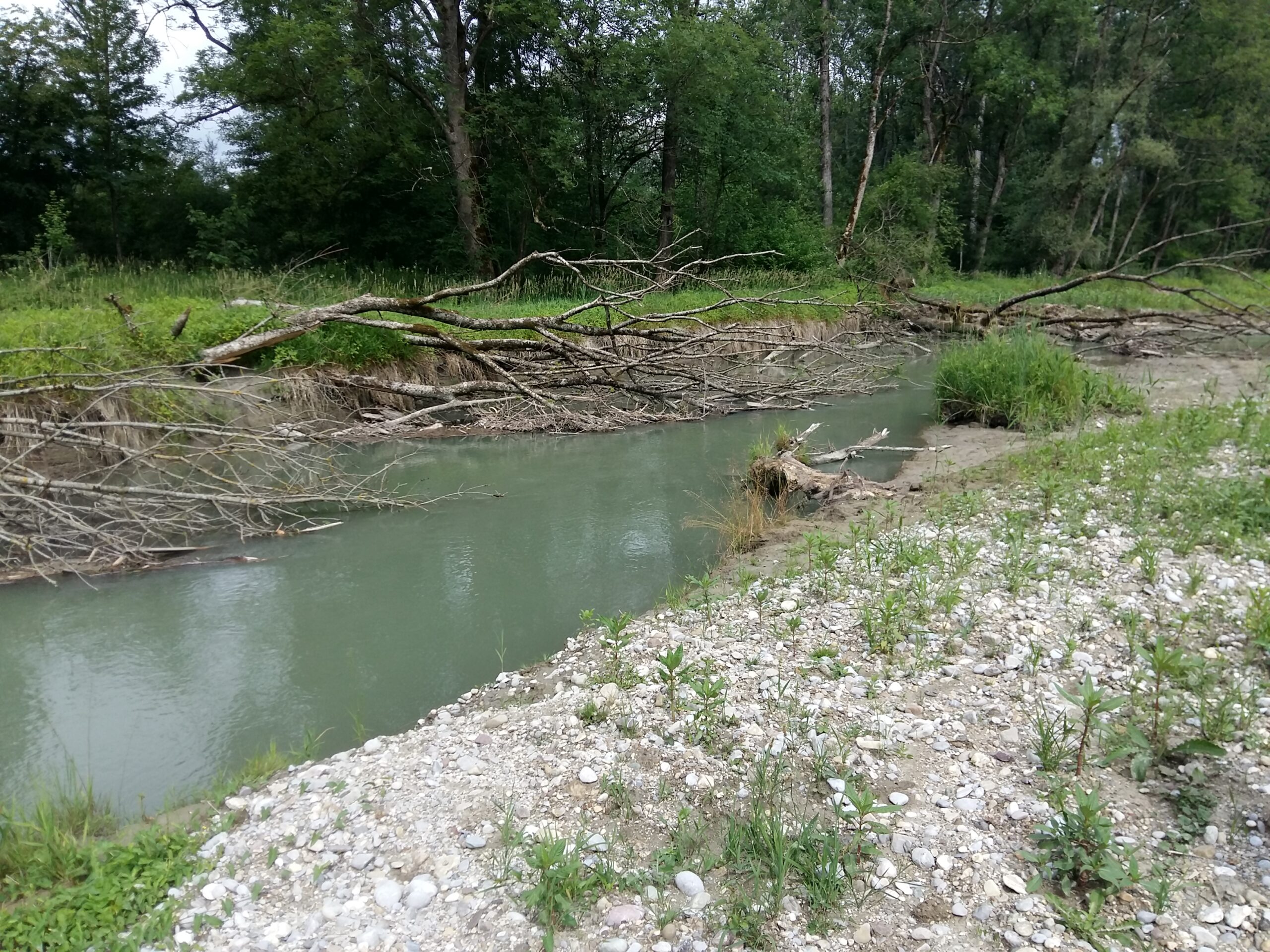 Reitbach – typischer Bachlauf mit dichter Ufervegetation