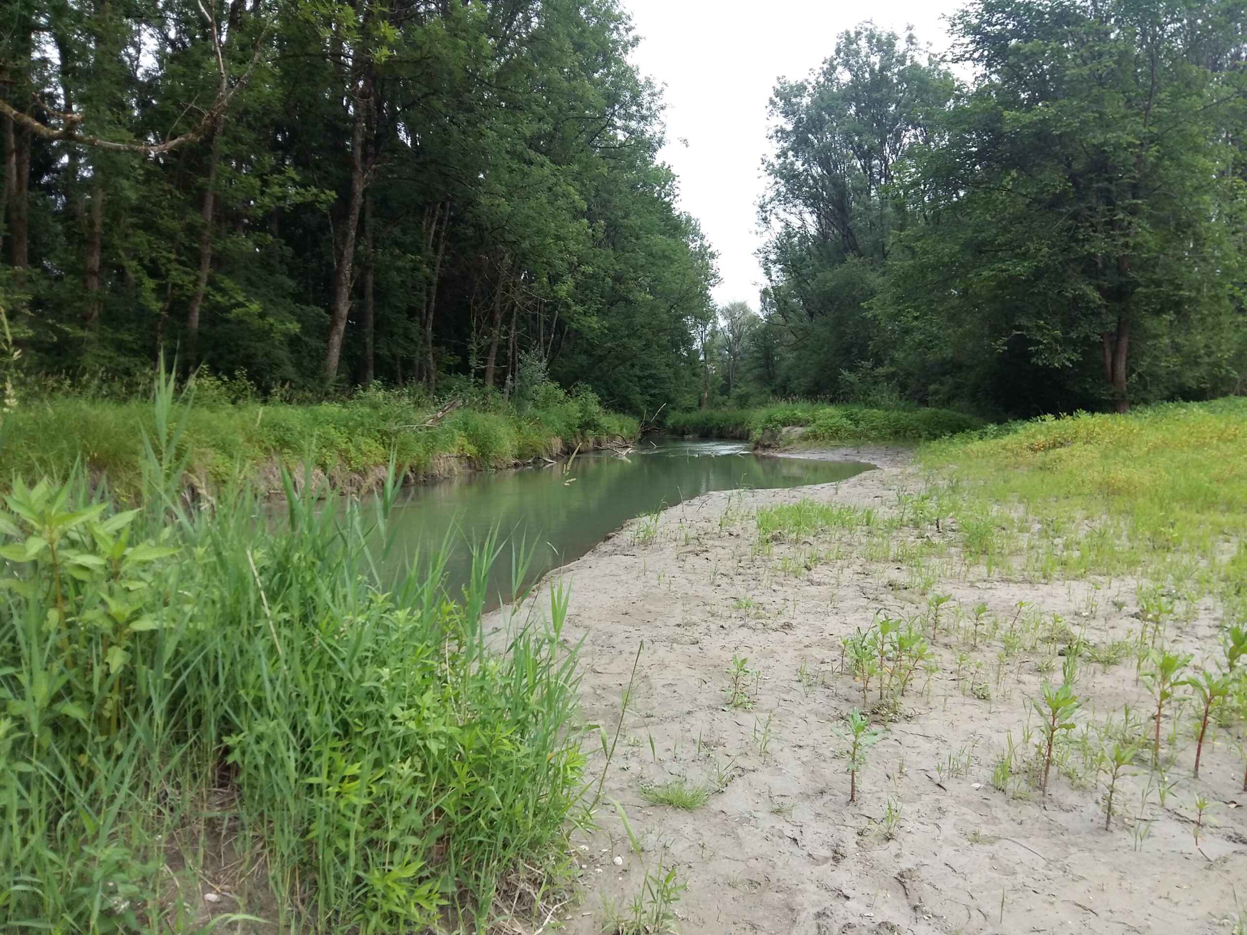Reitbach – natürlicher Mündungsnaher Bereich mit Überraschungspotenzial