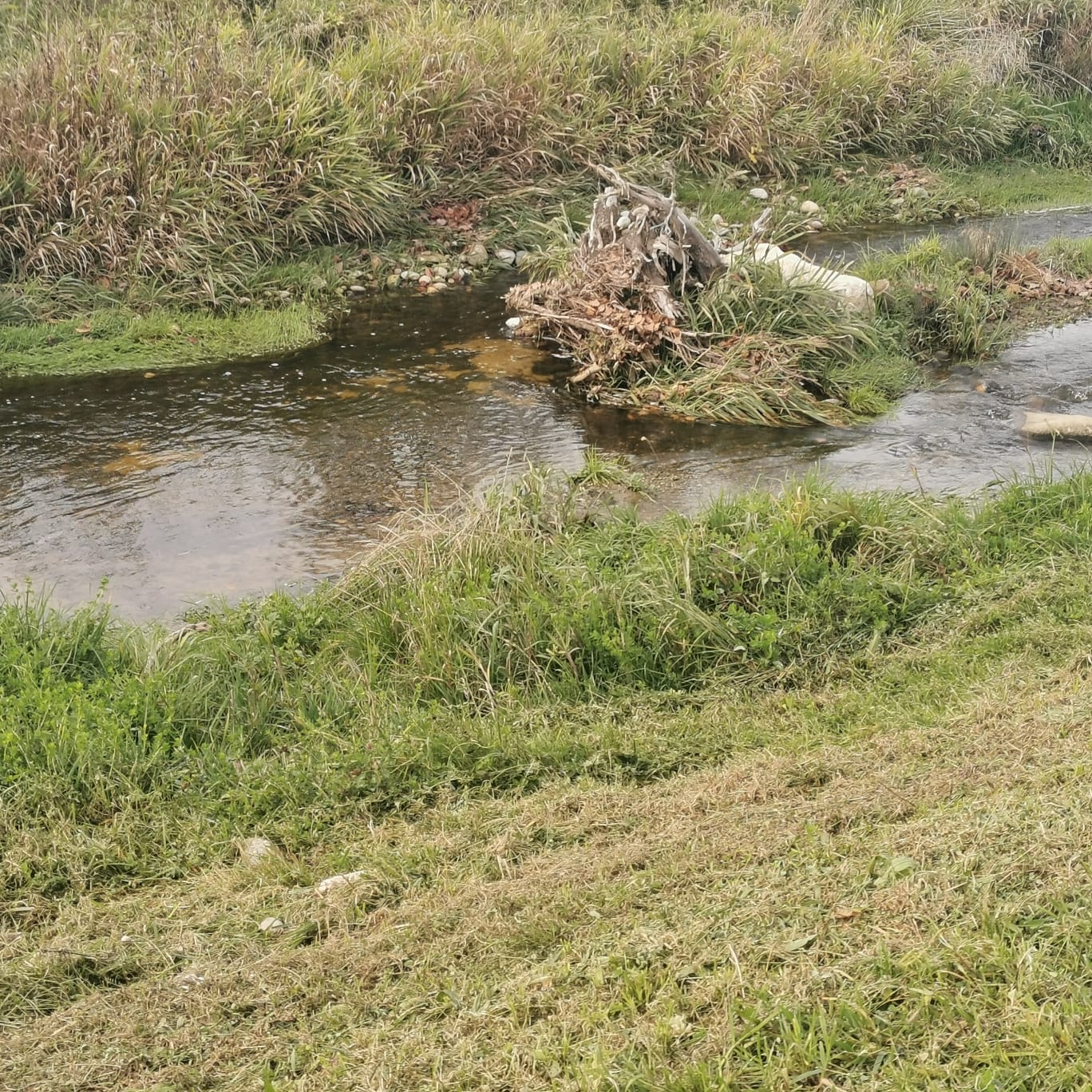 Pladenbach – naturbelassener Bachabschnitt im SSFV-Revier