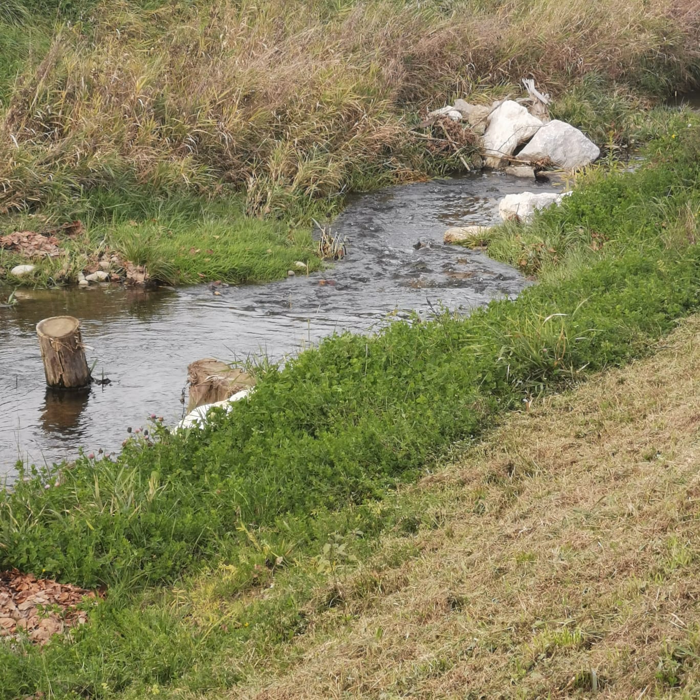 Pladenbach – dichter Uferbewuchs und ruhiger Lauf