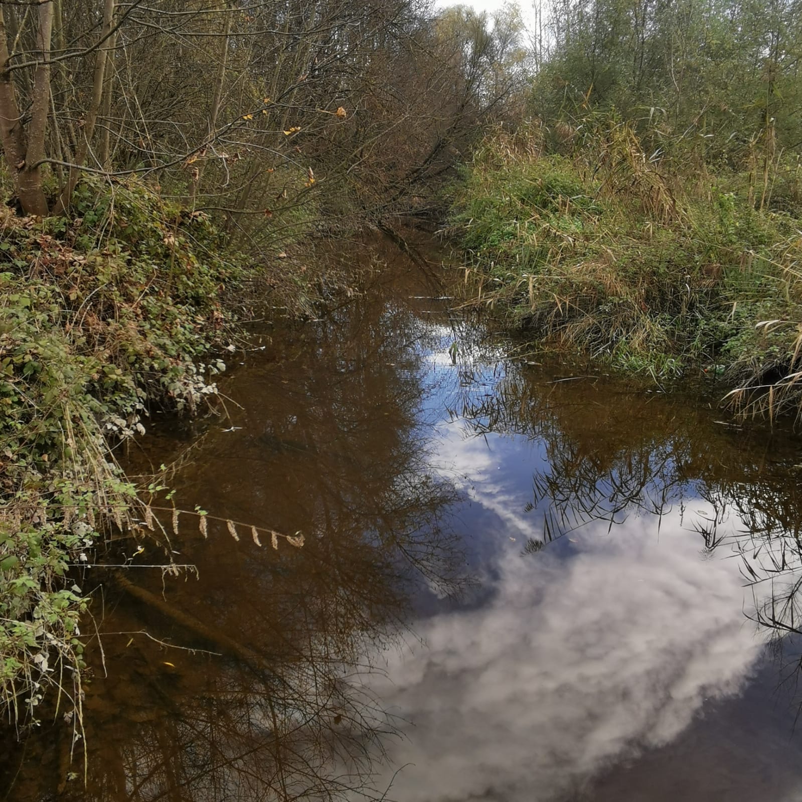 Pladenbach – strukturreicher Abschnitt mit viel Deckung