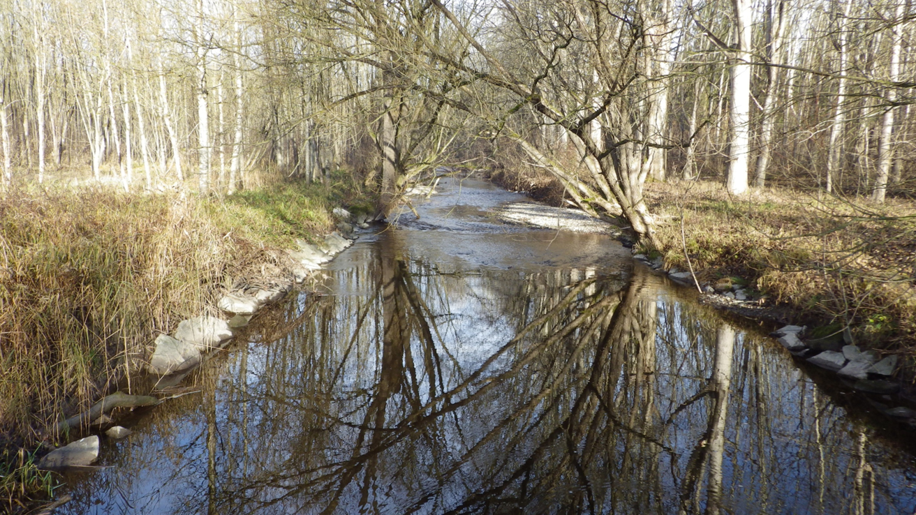Untere Moosach – ruhiges Fließgewässer im SSFV-Revier