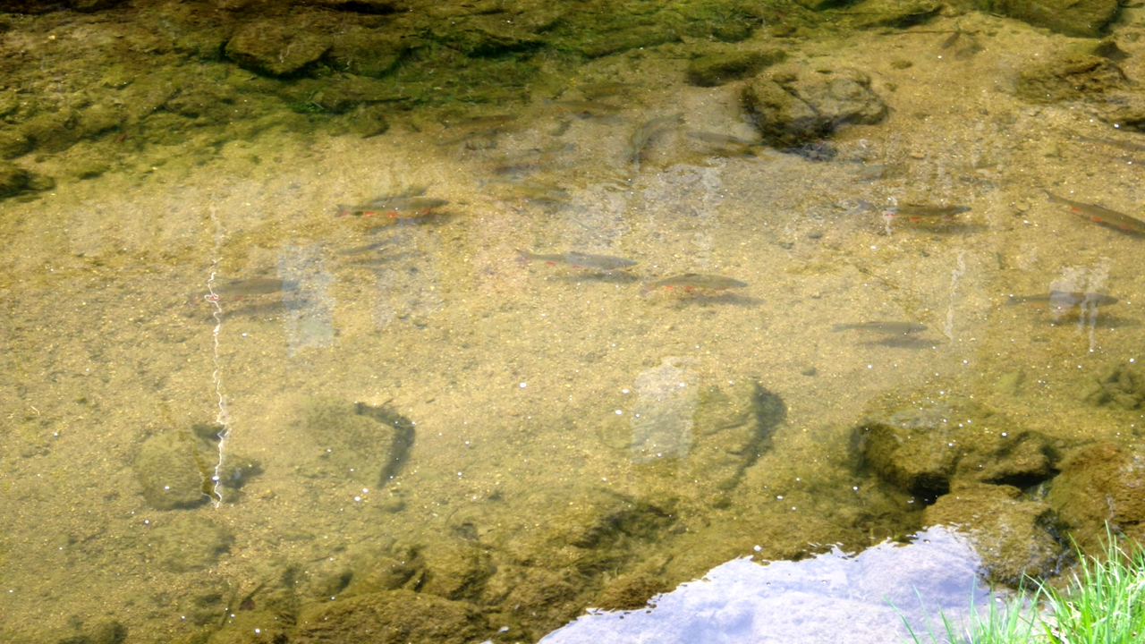 Alterbach – naturnaher Bachabschnitt