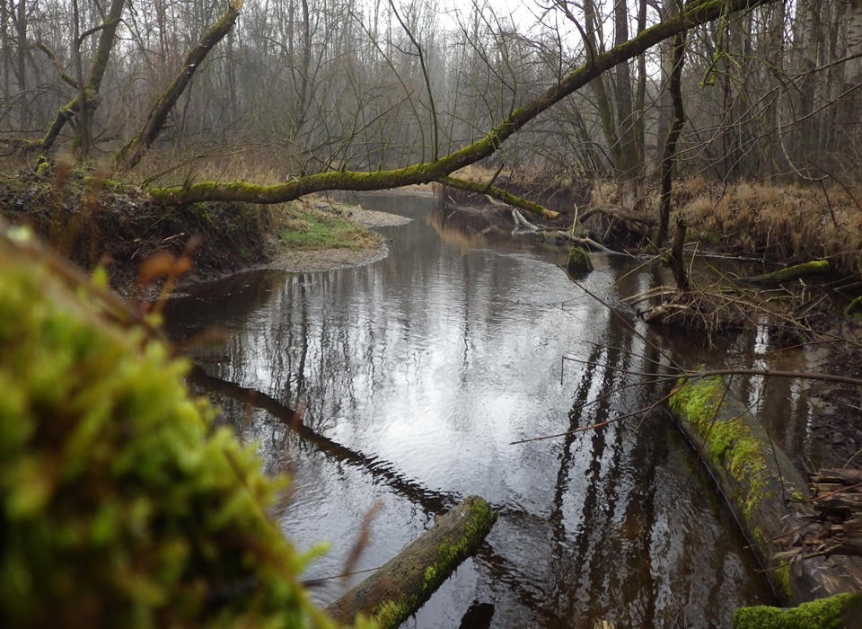 Untere Moosach – Bachlauf im Waldabschnitt