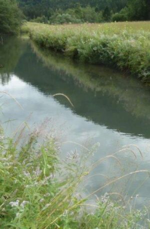 Alpiner Bachlauf des Brunnbachs im Oberlauf bei Faistenau mit klarem Wasser, natürlichem Uferbewuchs und kiesigem Bachbett.