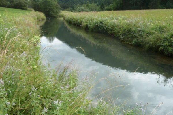 Alpiner Bachlauf des Brunnbachs im Oberlauf bei Faistenau mit klarem Wasser, natürlichem Uferbewuchs und kiesigem Bachbett.