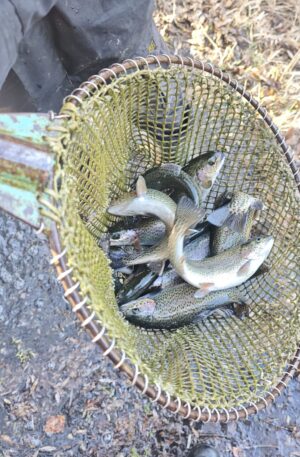 SSFV Frühjahesbesatz