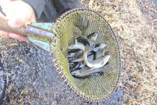 SSFV Frühjahesbesatz